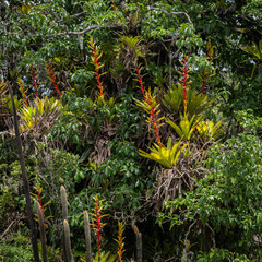 Vriesea penduliflora