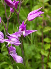 Cephalanthera rubra