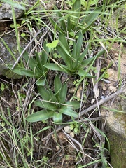 Scilla hyacinthoides