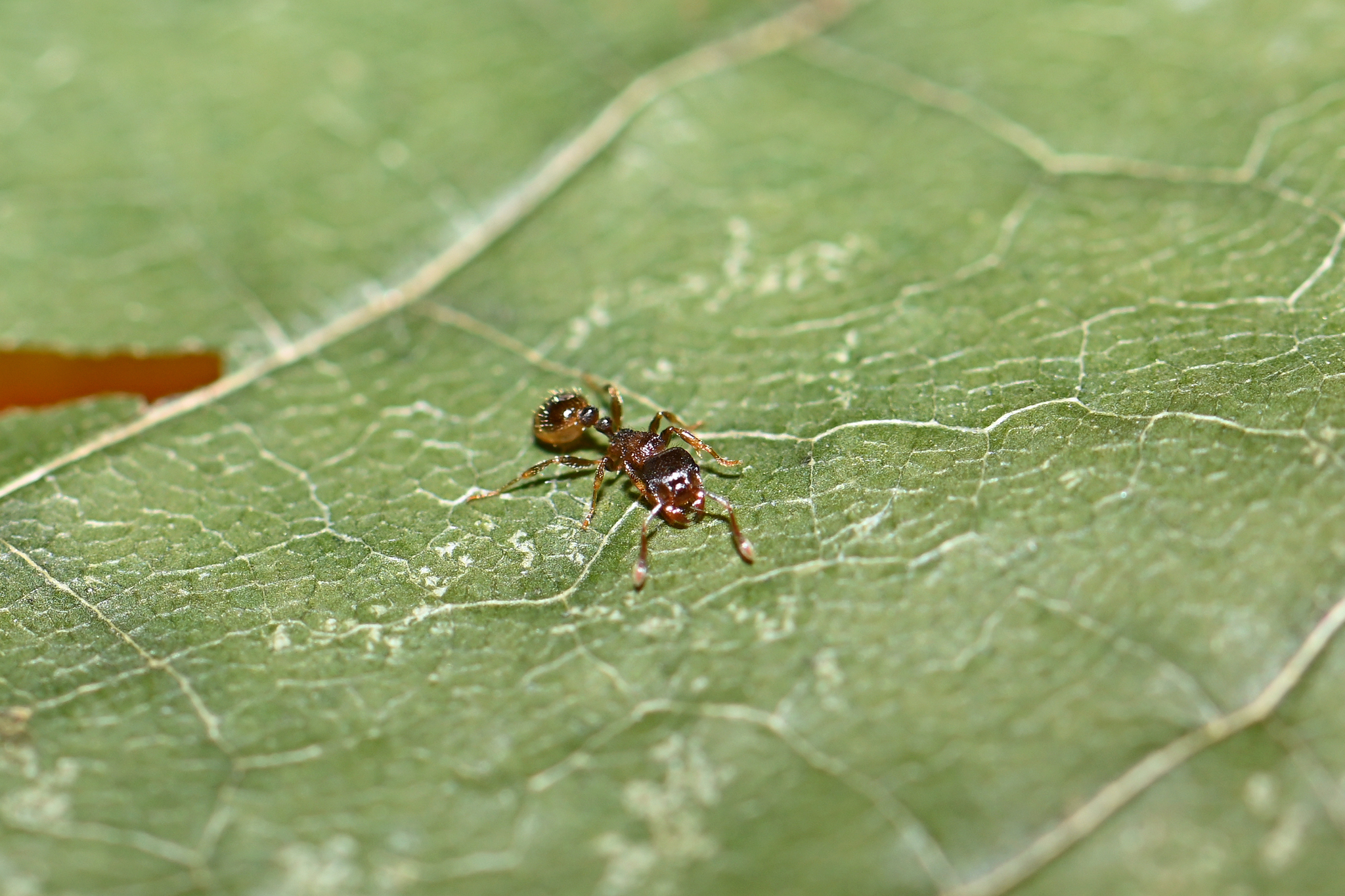 Tetramorium impurum