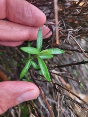 Arenaria montana