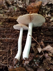 Entoloma griseum