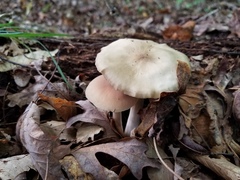 Entoloma griseum