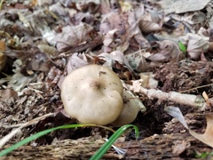 Entoloma griseum