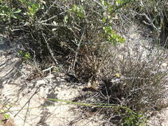 Brunsvigia orientalis