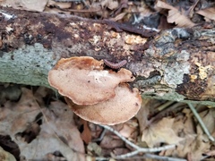 Metuloidea reniformis