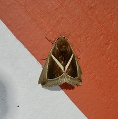 Chalciope mygdon