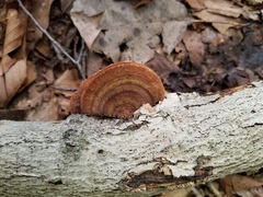 Metuloidea reniformis