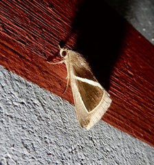 Chalciope mygdon