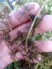 Ranunculus circinatus