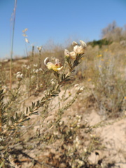Aspalathus ternata
