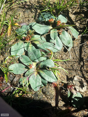 Euphorbia ecklonii