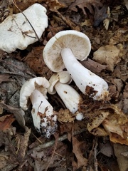 Leucopaxillus