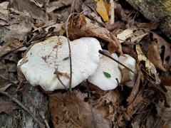 Leucopaxillus