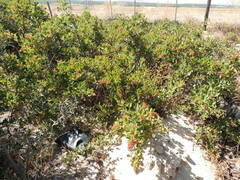 Searsia laevigata