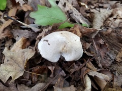 Leucopaxillus