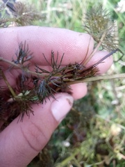 Ranunculus circinatus