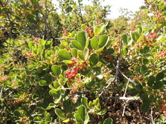 Searsia laevigata