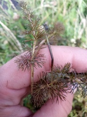 Ranunculus circinatus