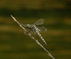 Onychothemis testacea