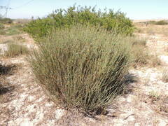 Willdenowia incurvata