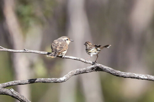 Black-eared Cuckoo (Chalcites osculans), photo 9