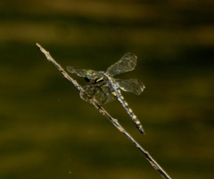 Onychothemis testacea