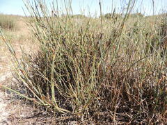 Willdenowia incurvata