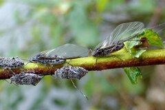 Tuberolachnus salignus