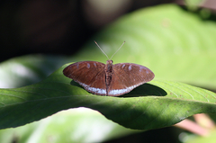 Tanaecia whiteheadi