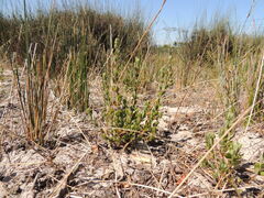 Cliffortia polygonifolia