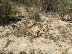 Roepera sessilifolia