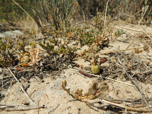 Image of White Twinleaf (Roepera sessilifolia) by (c) Jacques van der Merwe, some rights reserved (CC BY-SA)