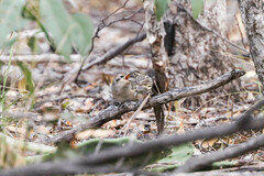 Chrysococcyx osculans
