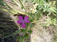 Dianthus membranaceus