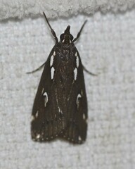 Perimeceta niphotypa