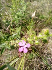 Dianthus membranaceus