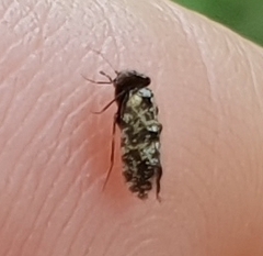 Lepidopsocidae