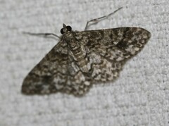 Myrioblephara desumpta