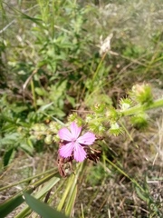 Dianthus membranaceus