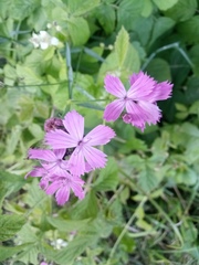 Dianthus membranaceus