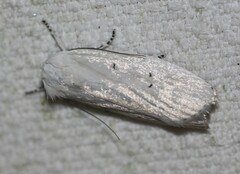 Cryptophasa