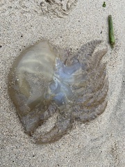 Catostylus tagi