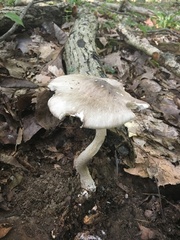 Amanita submaculata