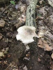 Amanita submaculata