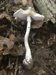 Amanita submaculata