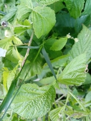 Dianthus membranaceus