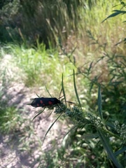 Zygaena
