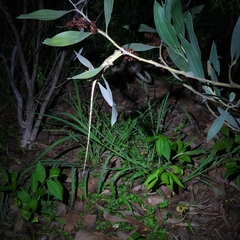 Agamidae