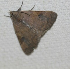 Avatha discolor